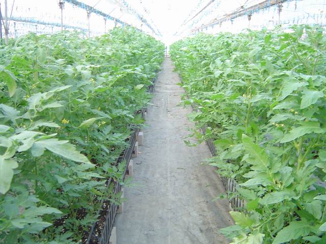 Çok Katlı Sera İle Üretim