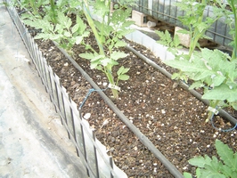 Topraksız Tarım Sistemi