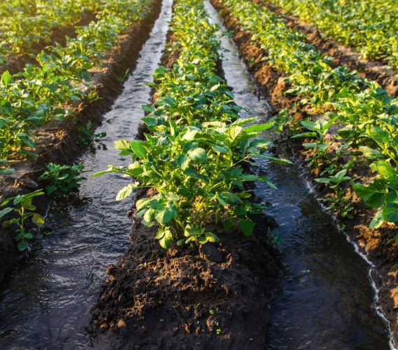 Yüzey Sulama Sistemi